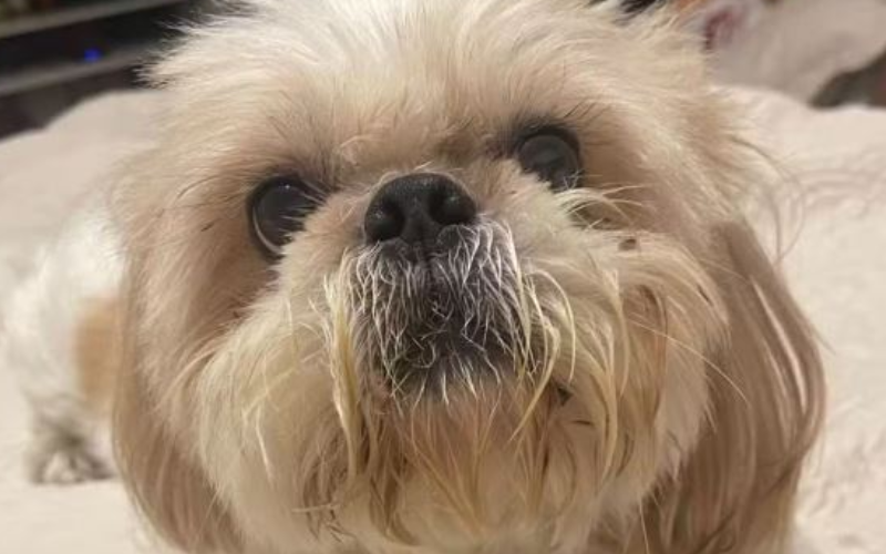 Cachorro de 13 anos morre após ser atacado por pitbulls soltos em praça do Espírito Santo — Foto: Reprodução/ Redes Sociais