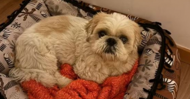 Novo Projeto - 2025-11-25T085333.069