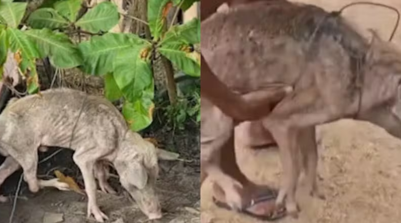 Novo Projeto - 2025-11-26T135930.900