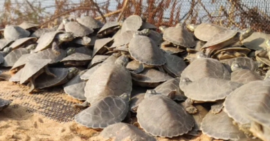 Novo Projeto - 2025-11-26T143318.366