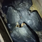 Em noite de Halloween, homem é preso com crânio em mochila para “ritual de magia”