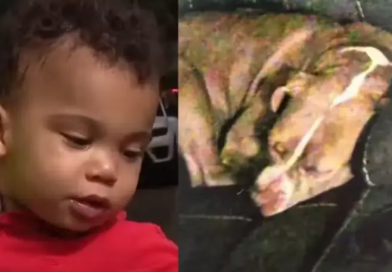 Pitbull protege menino de 2 anos durante madrugada após ele fugir de casa