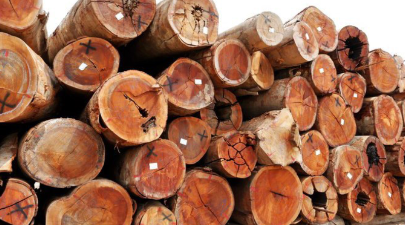 Técnicos do ICMBio identificaram armazenamento irregular de madeira em Altamira - Foto_ Serviço Florestal Brasileiro