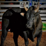 Brasil perde mais uma lenda do rodeio brasileiro